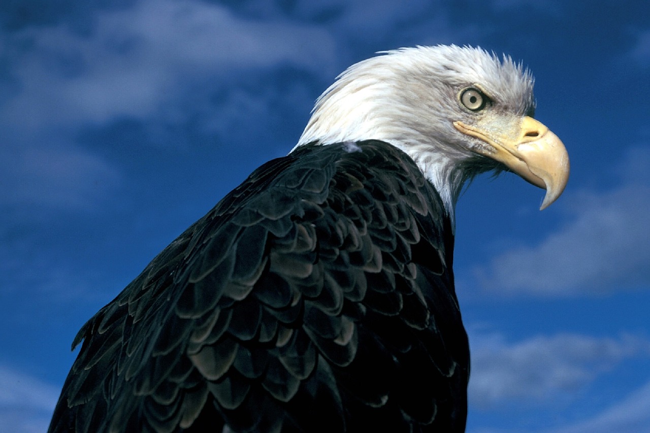 bald eagle eagle bald free photo