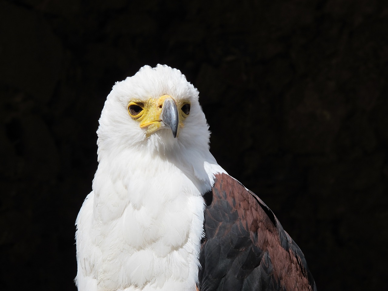 bald eagle american eagle eagle free photo