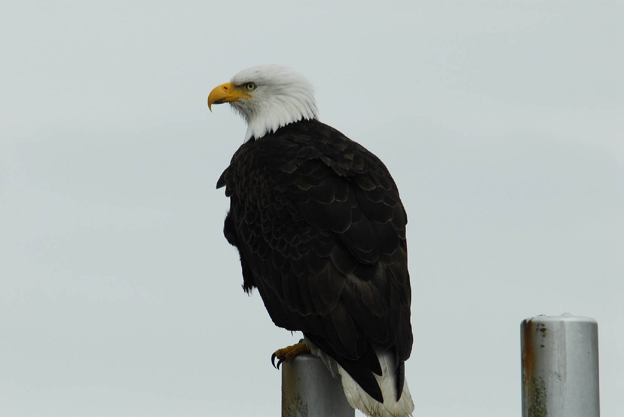bald eagle perched pier free photo