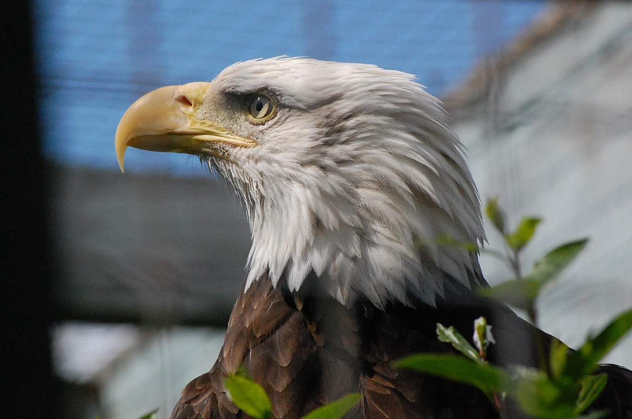 bald eagle bird eagle free photo