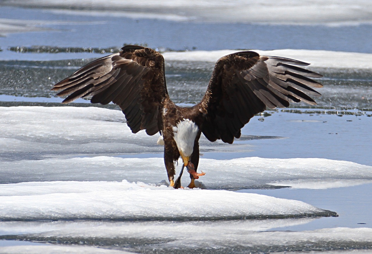 bald eagle eagle bald free photo