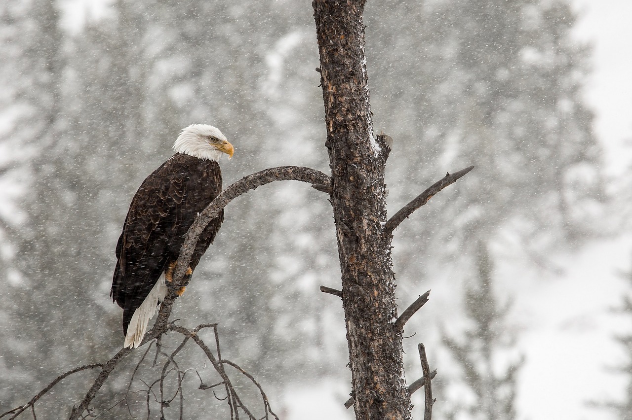 bald eagle bird snow free photo