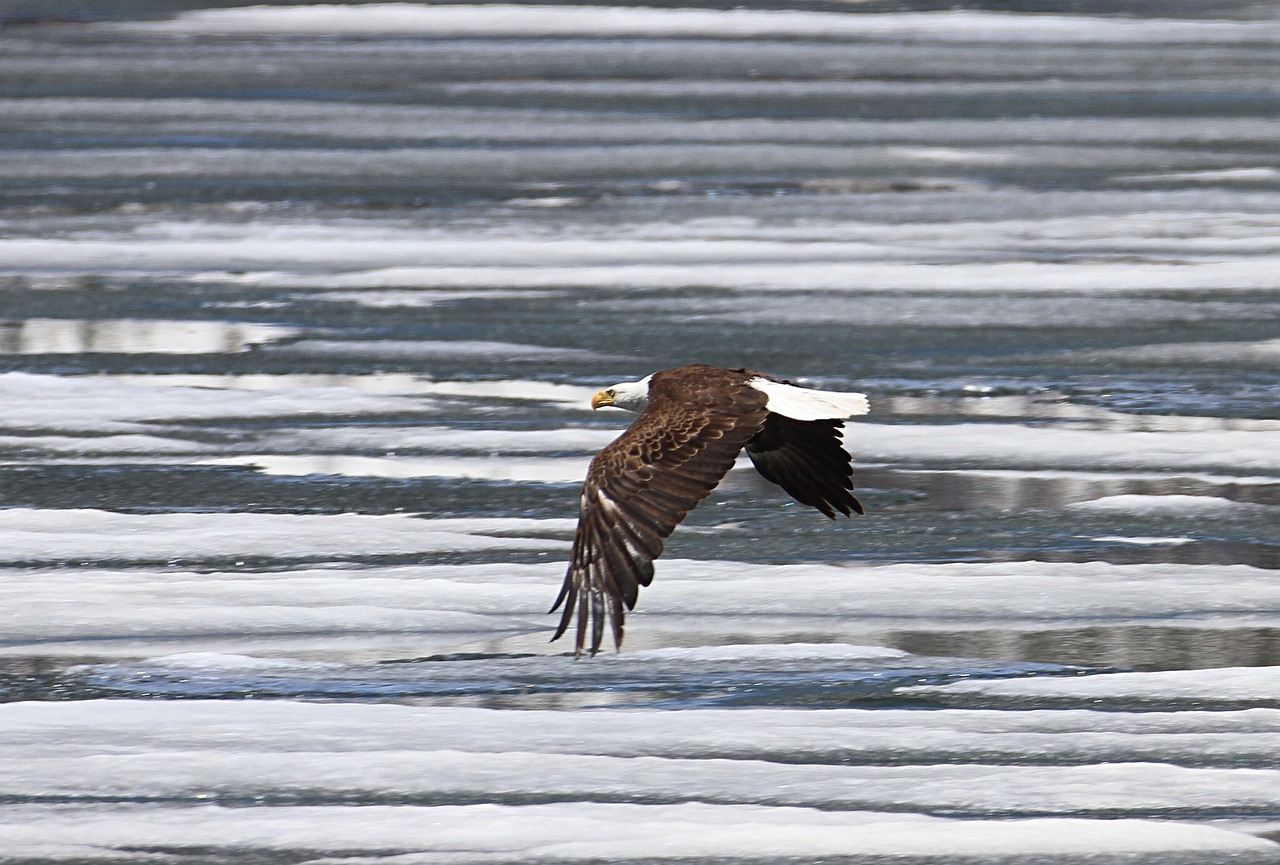 bald eagle eagle bald free photo