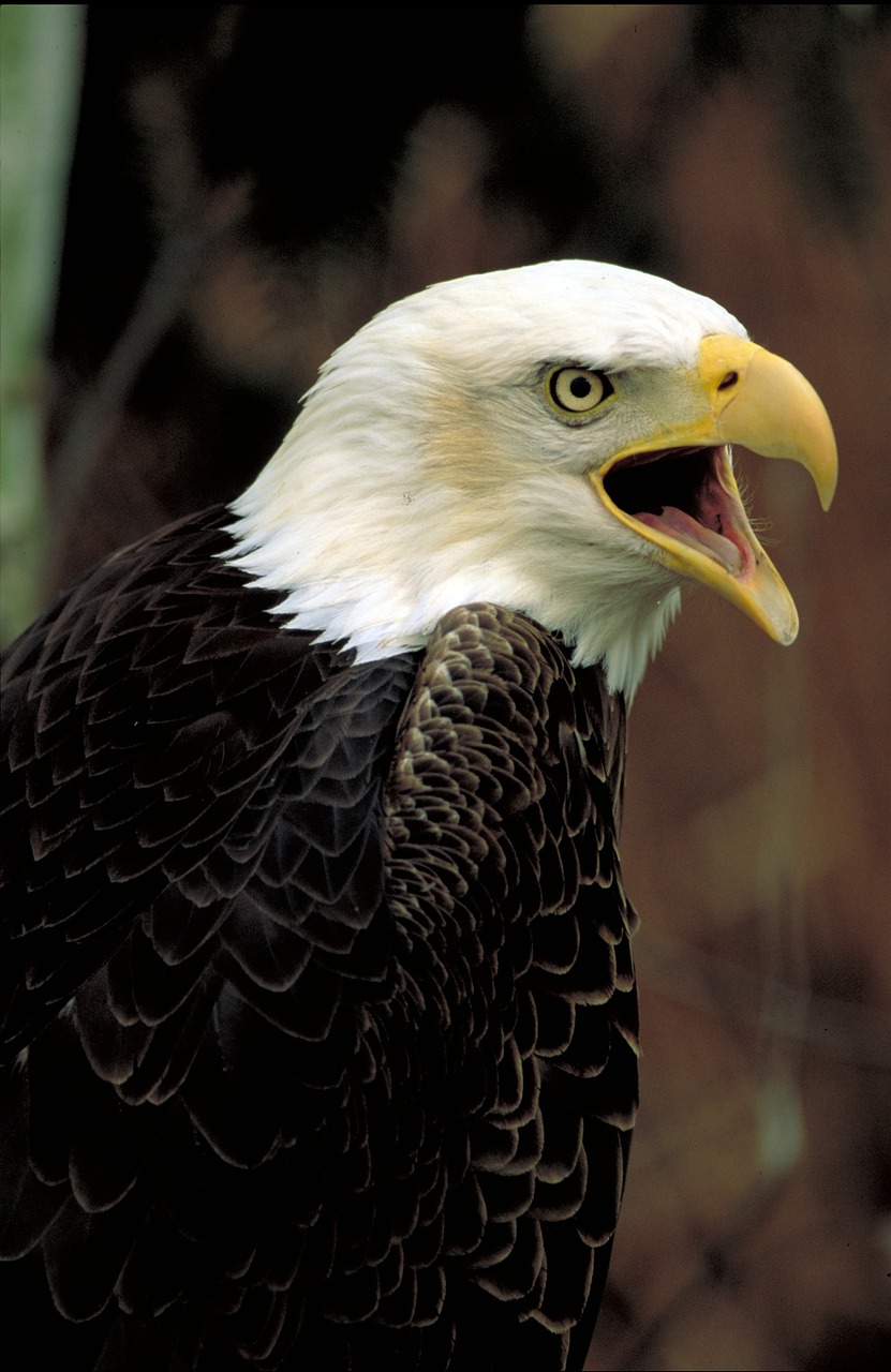 bald eagle eagle bald free photo