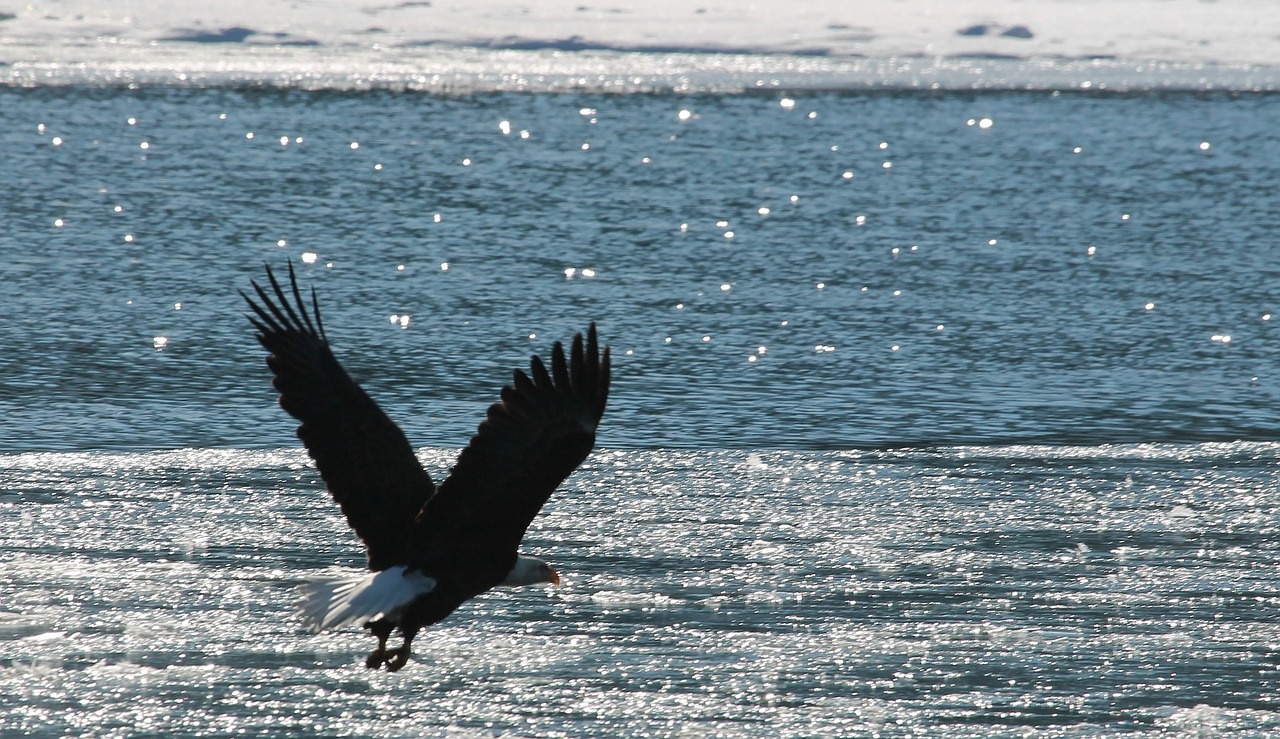 bald eagle eagle bald free photo