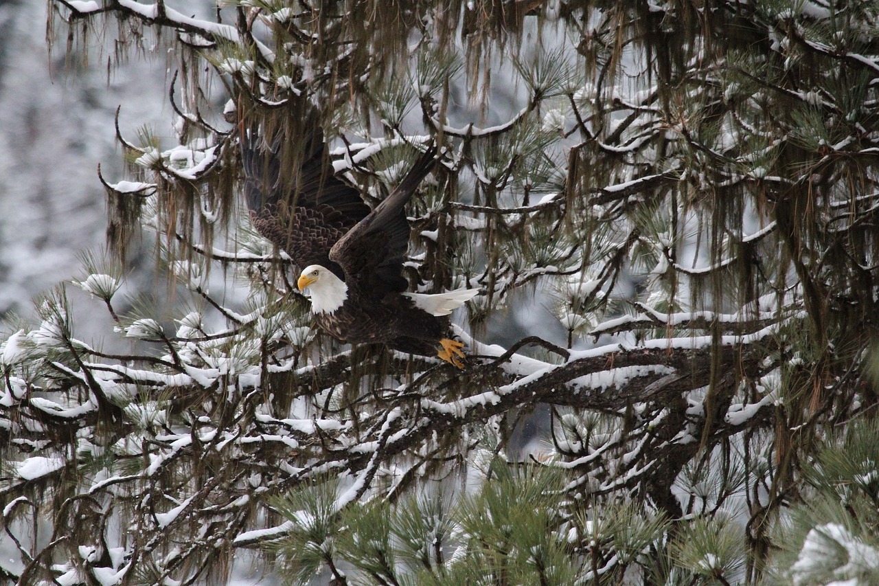 bald eagle eagle bald free photo