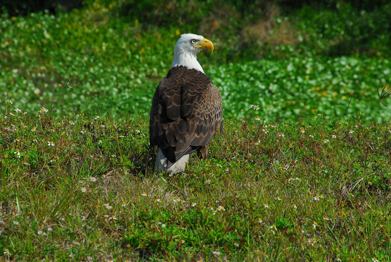 bald eagle bird symbol free photo