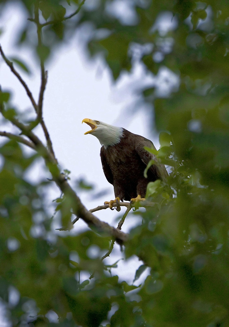bald eagle eagle trees free photo