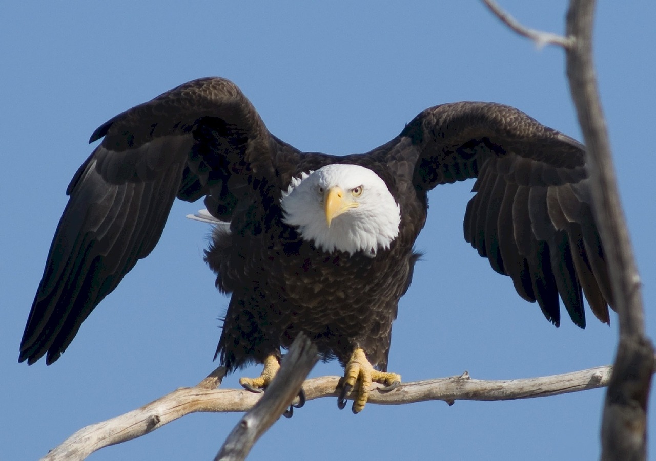 bald eagle eagle bald free photo