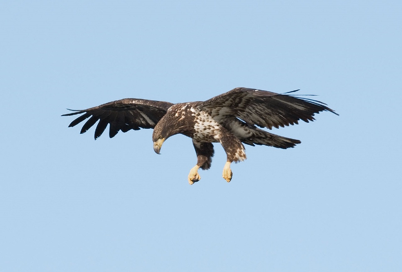 bald eagle juvenile bird free photo