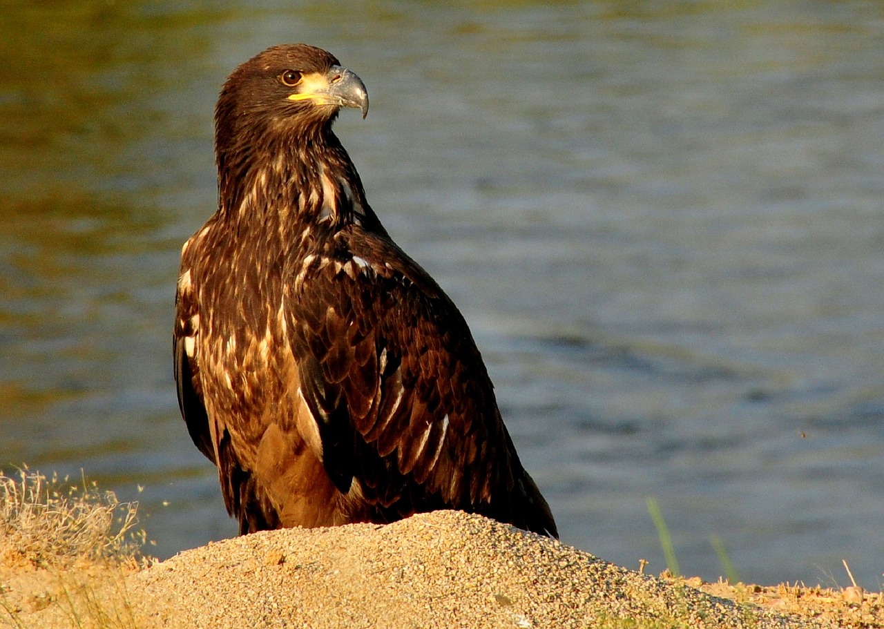 bald eagle juvenile young free photo