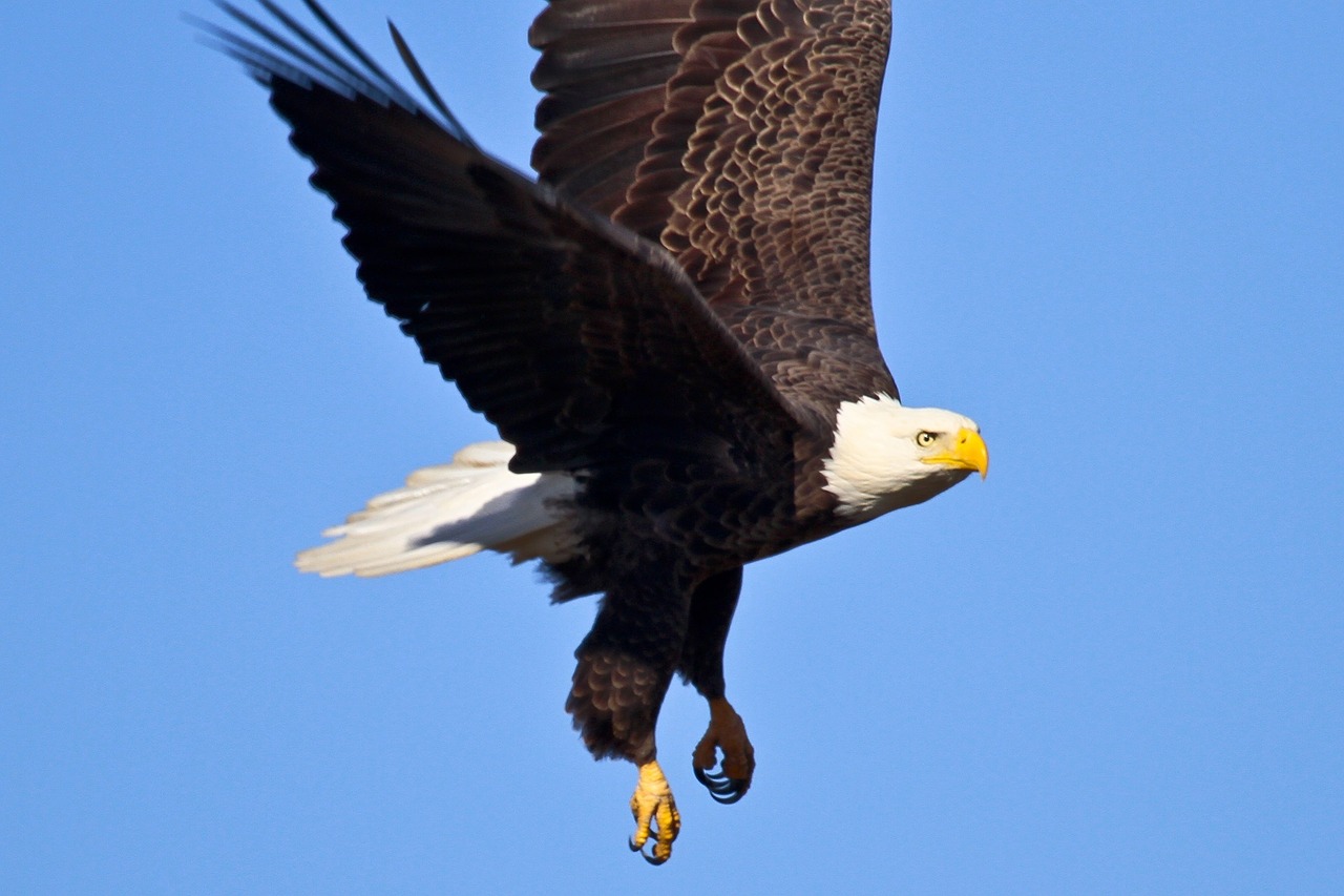 bald eagle flying bird free photo