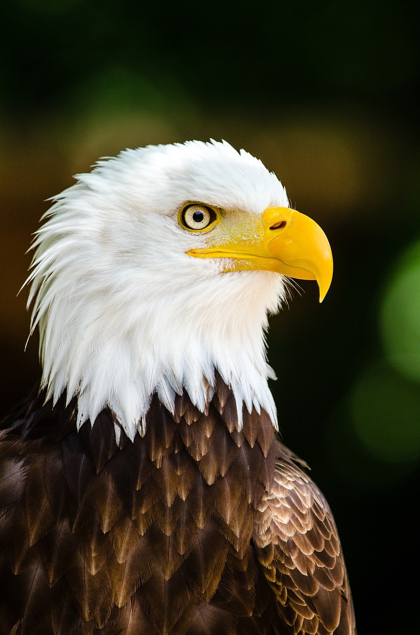 bald eagle eagle bald free photo