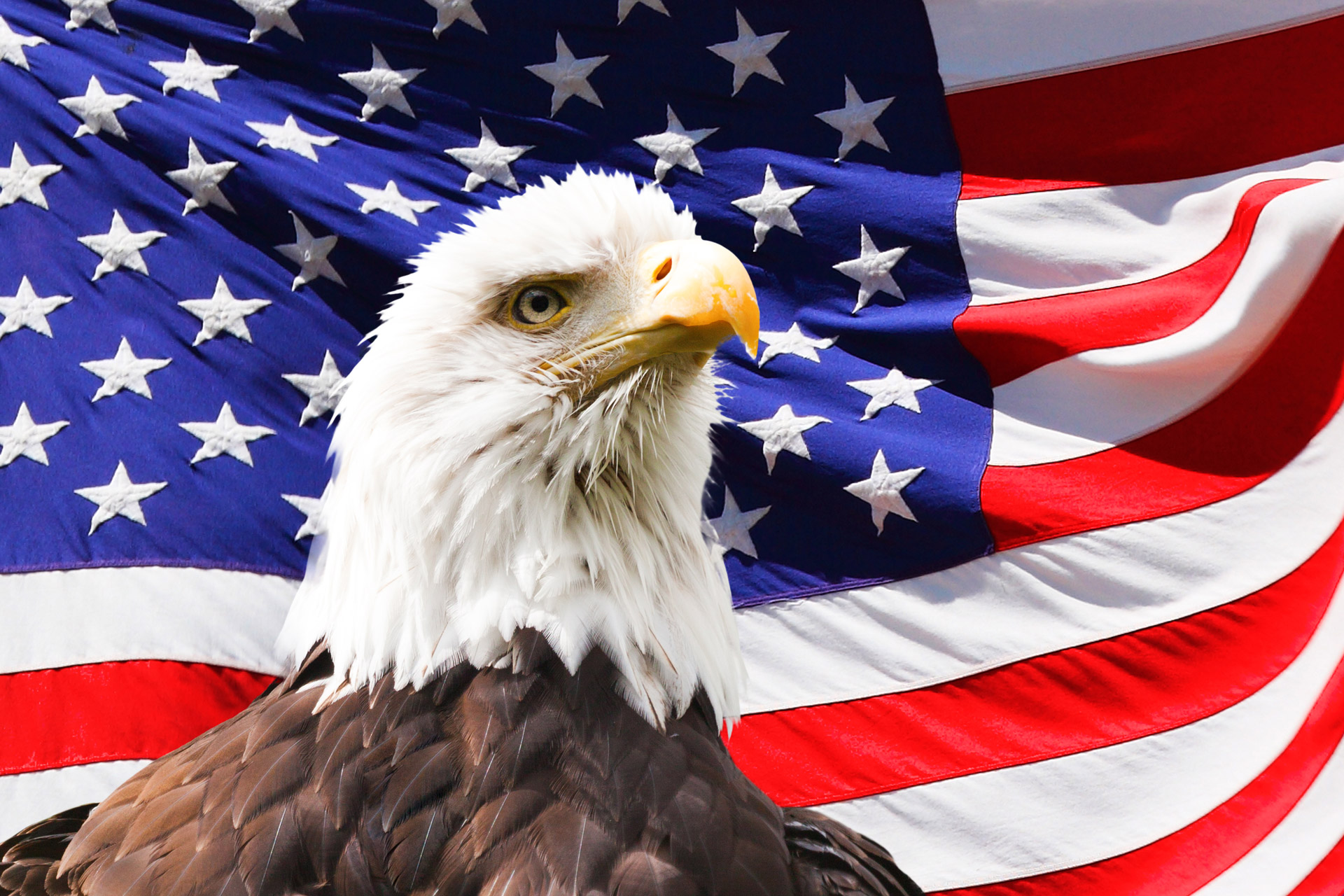 eagle america flag free photo