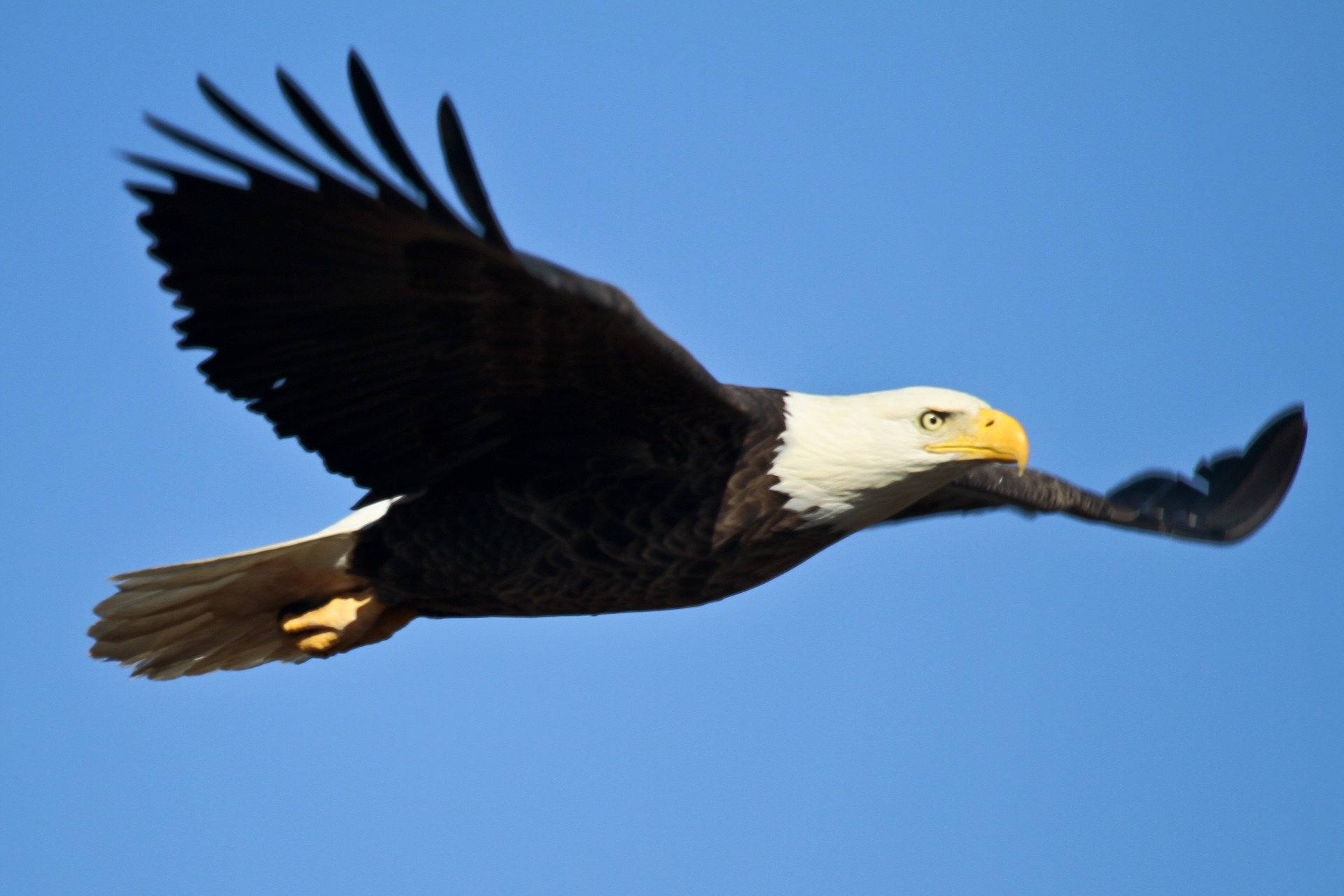 bald eagle soaring bird free photo