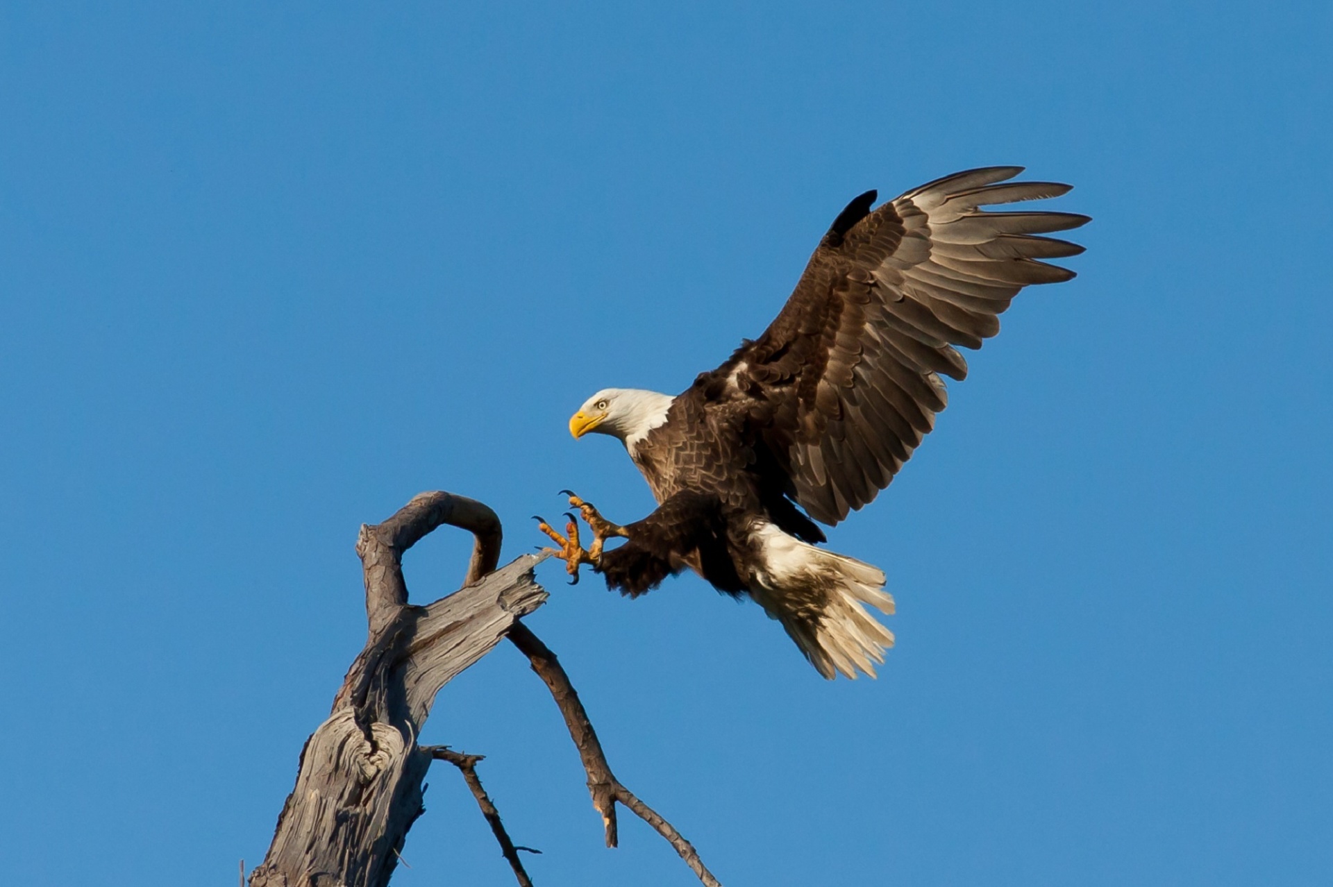 bald eagle landing tree free photo