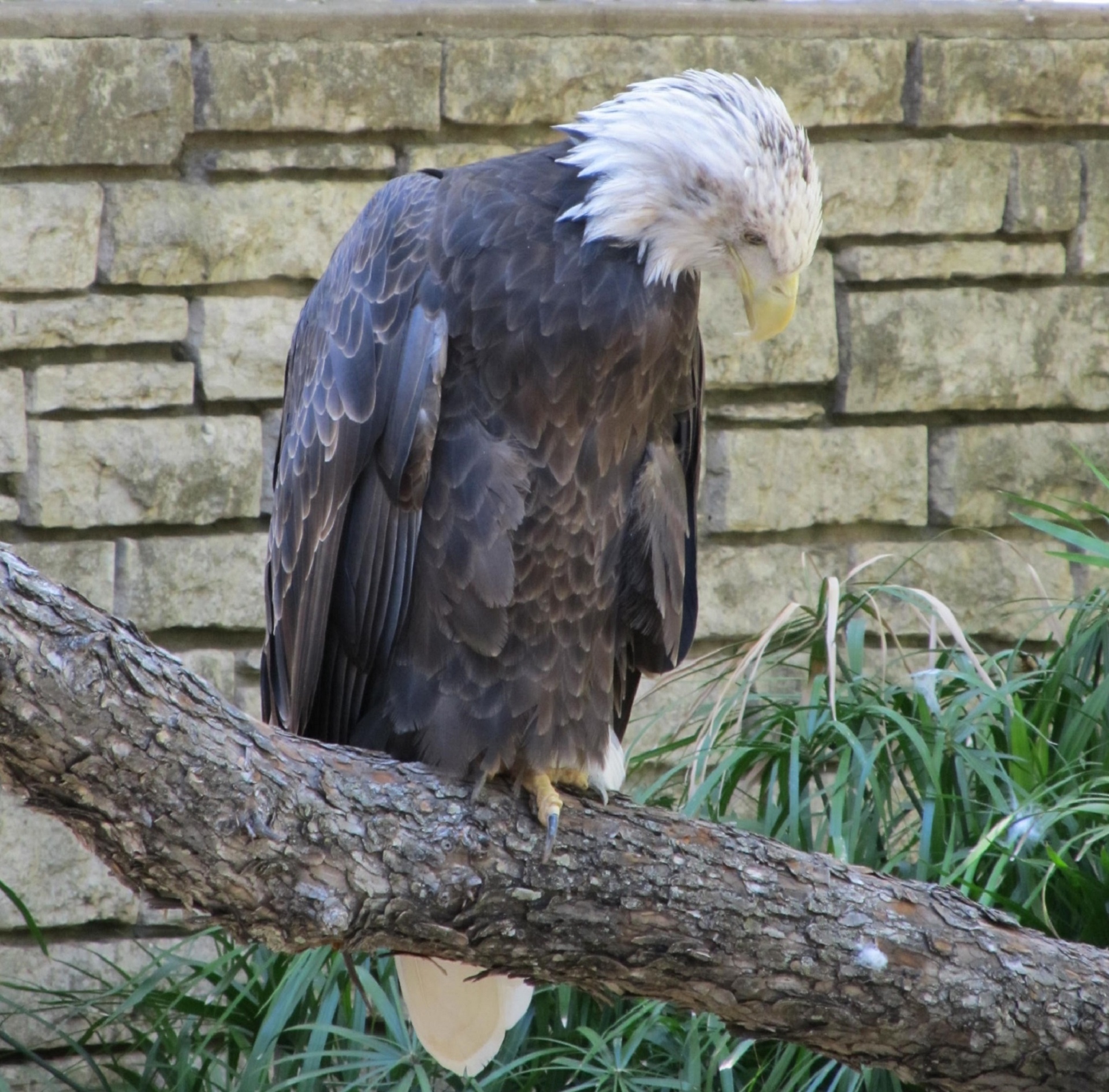 bald eagle raptor bird free photo