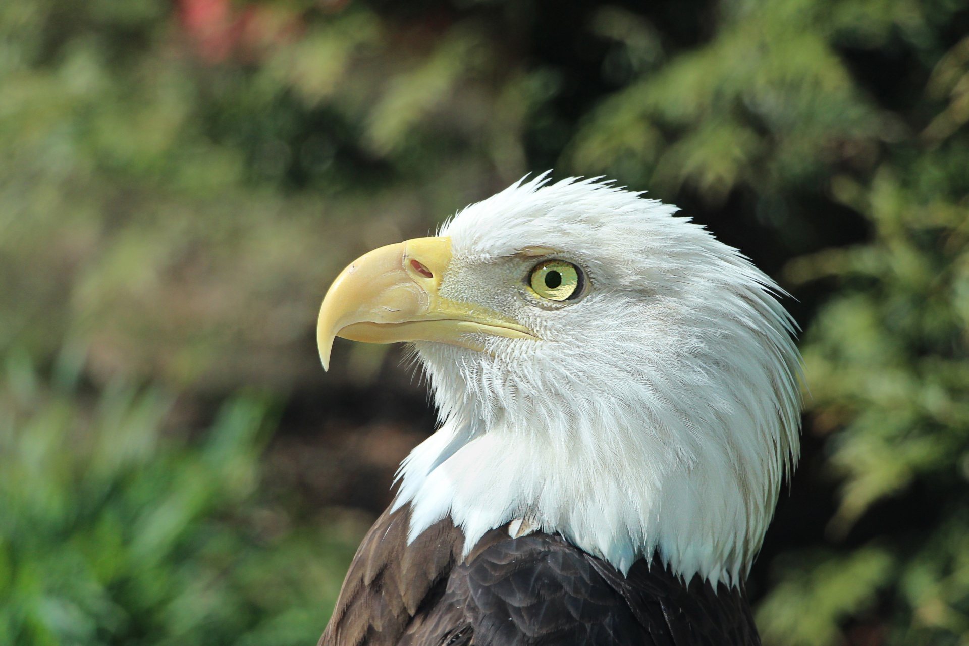 eagle feathers raptor free photo