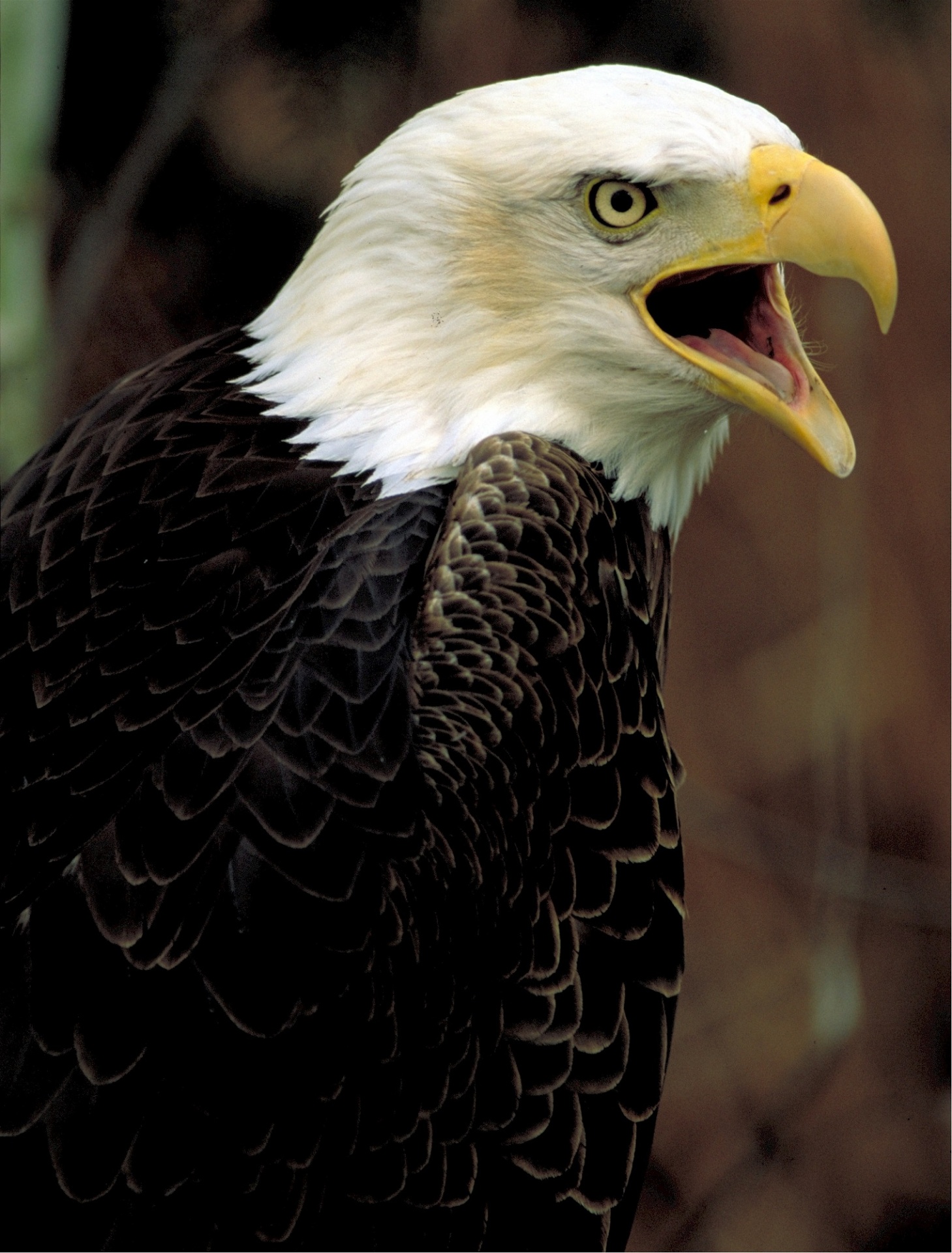 bald eagle perched portrait free photo