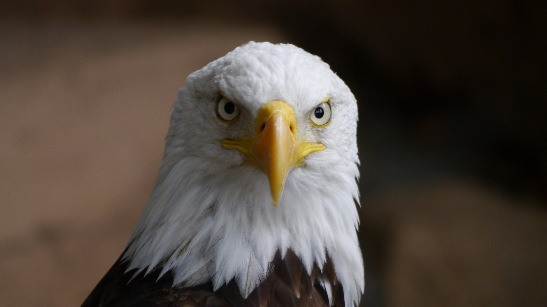 bald eagle portrait free photo