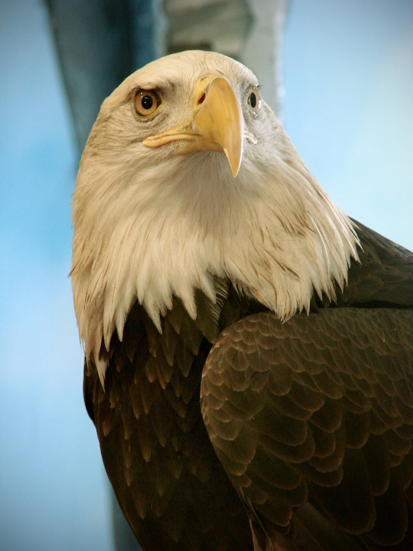 bald eagle eagle bald free photo