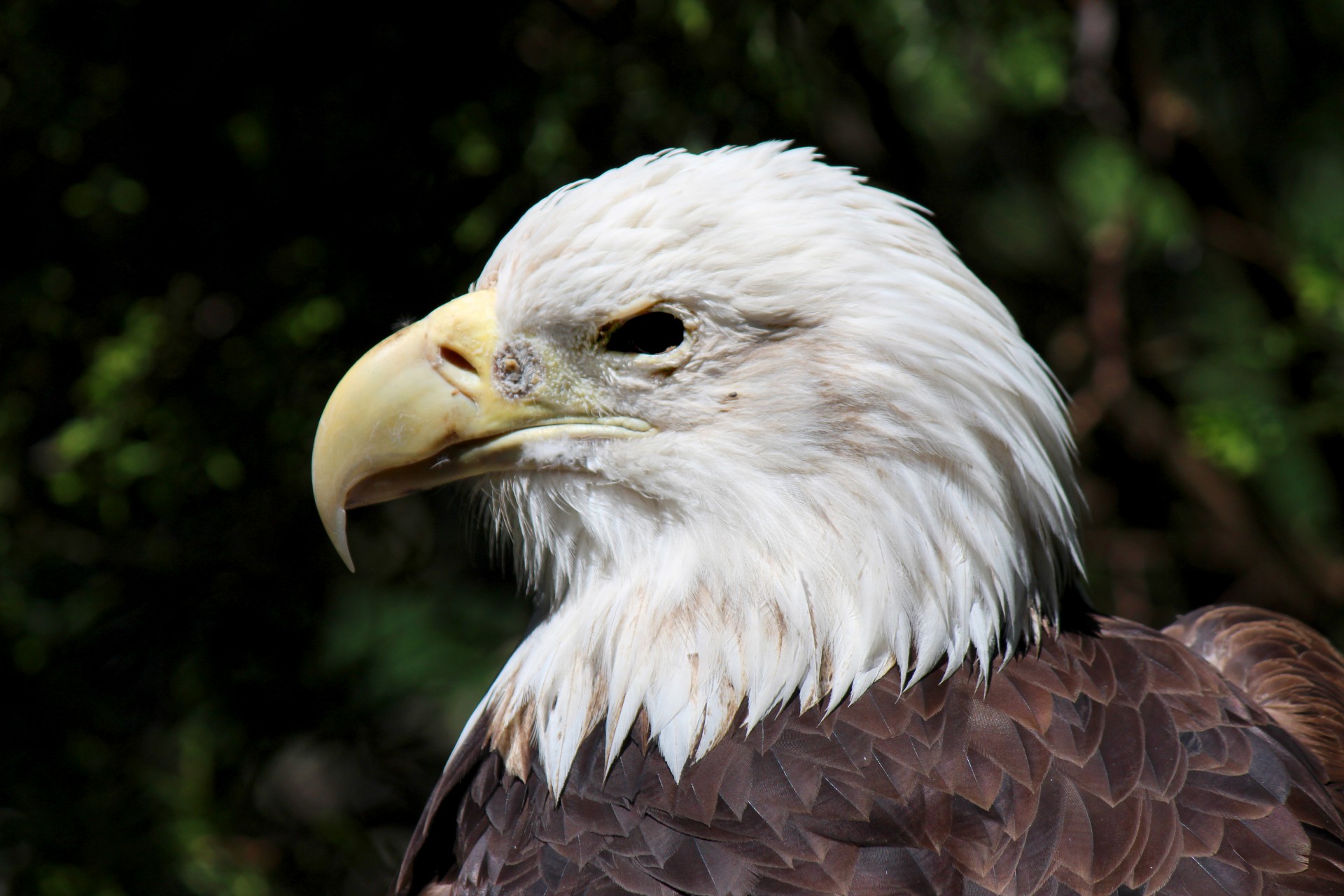 eagle bald eagle profile free photo