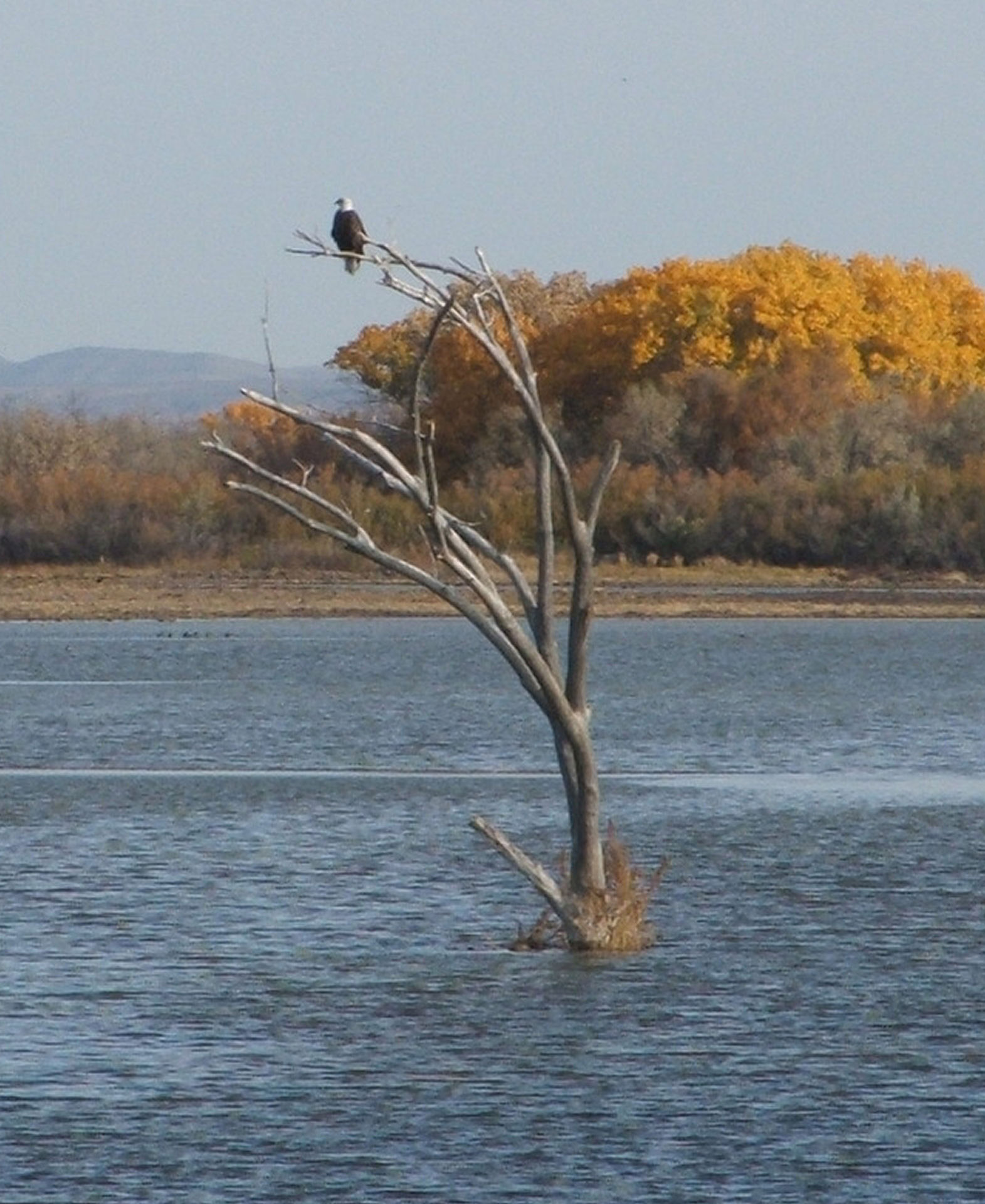 bald eagle bird wild bird free photo