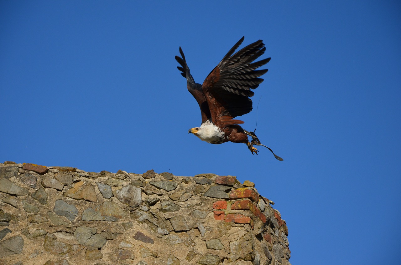 bald eagles adler bird of prey free photo