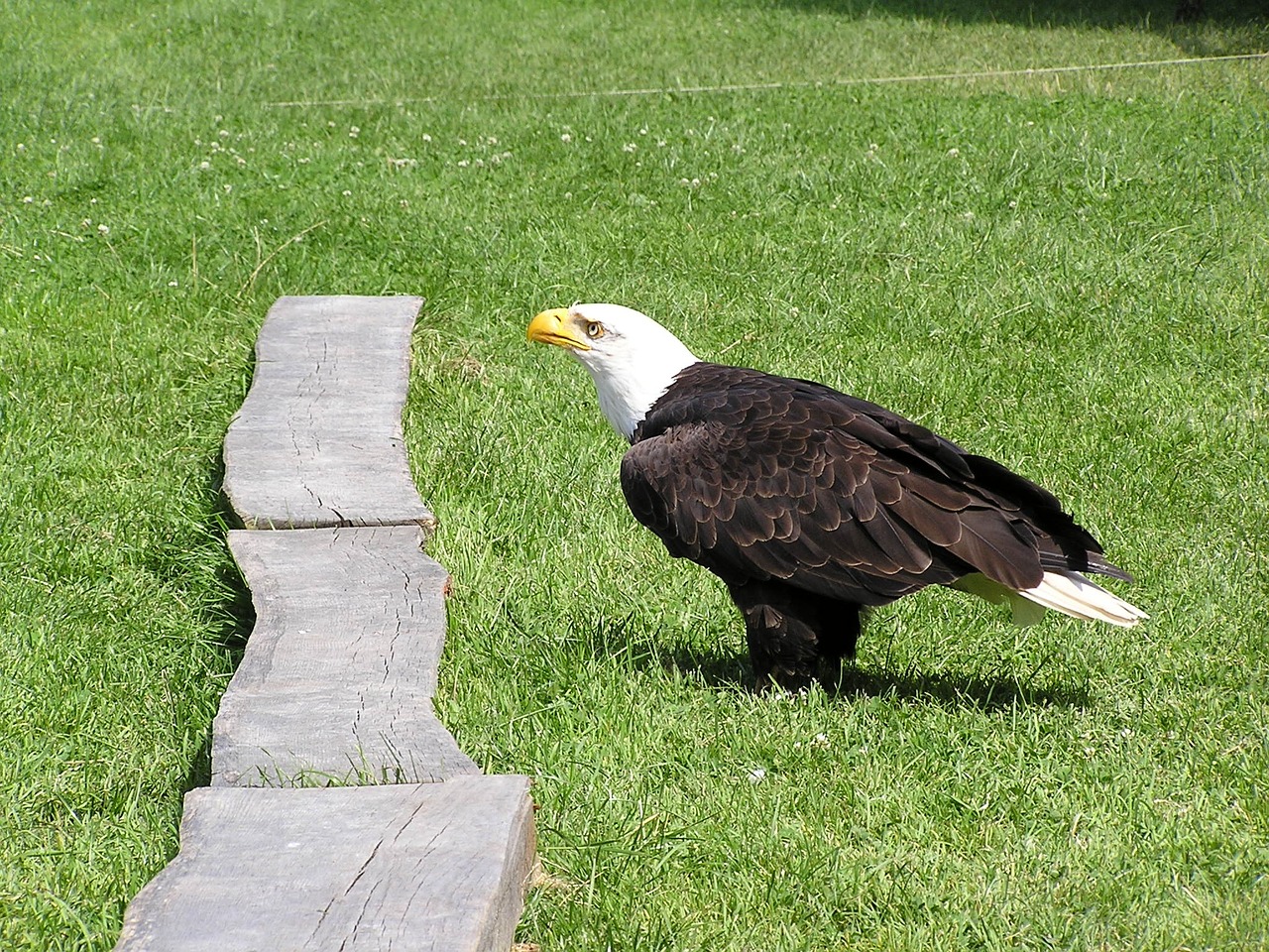 bald eagles adler wildlife park free photo