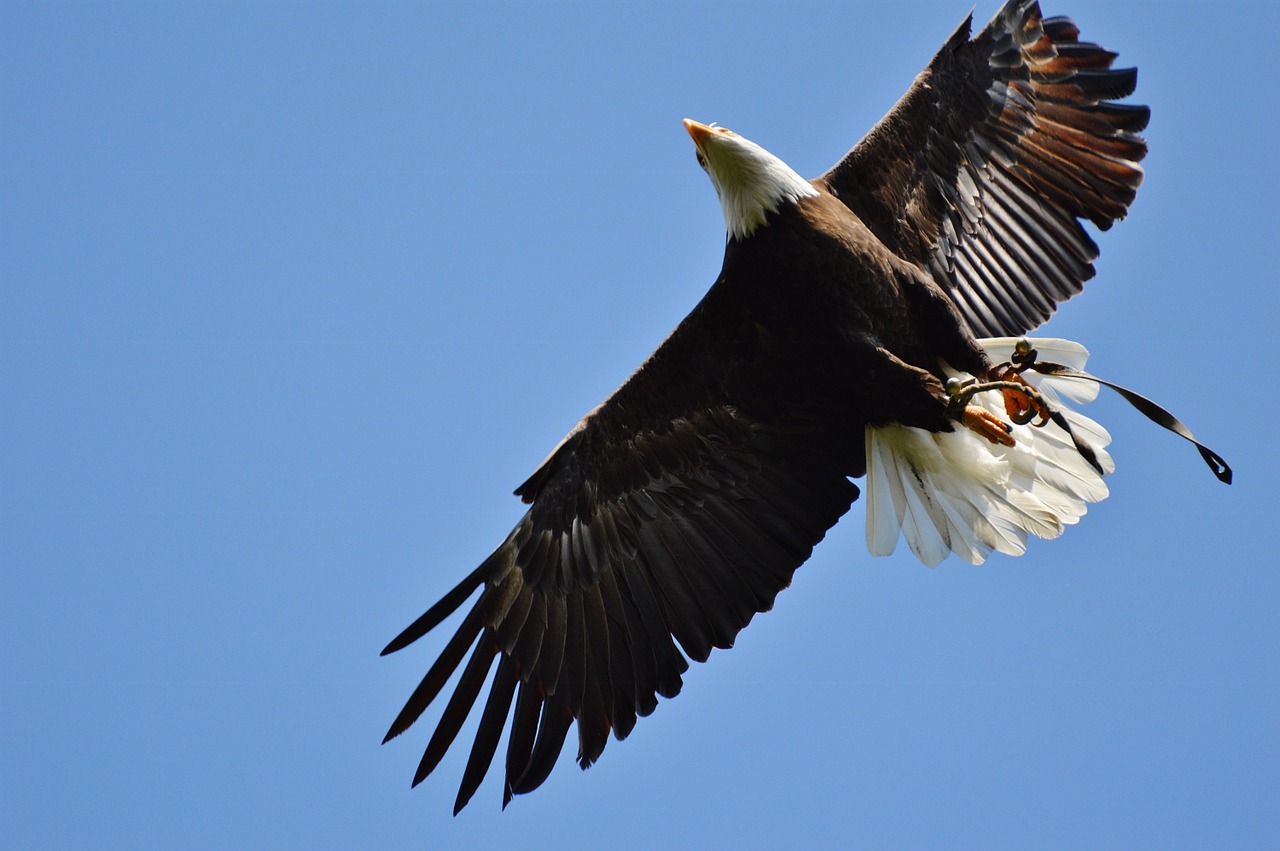 bald eagles wildpark poing fly free photo