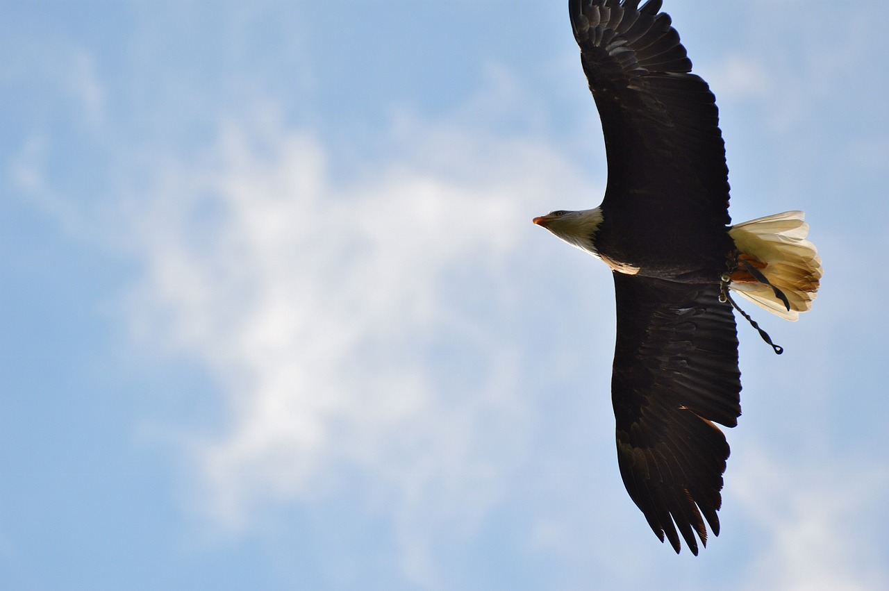 bald eagles wildpark poing fly free photo