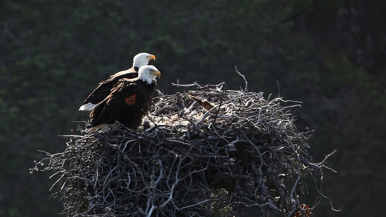 bald eagles nest birds free photo