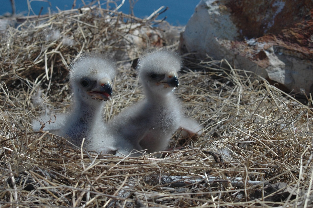 bald eagles chicks birds free photo