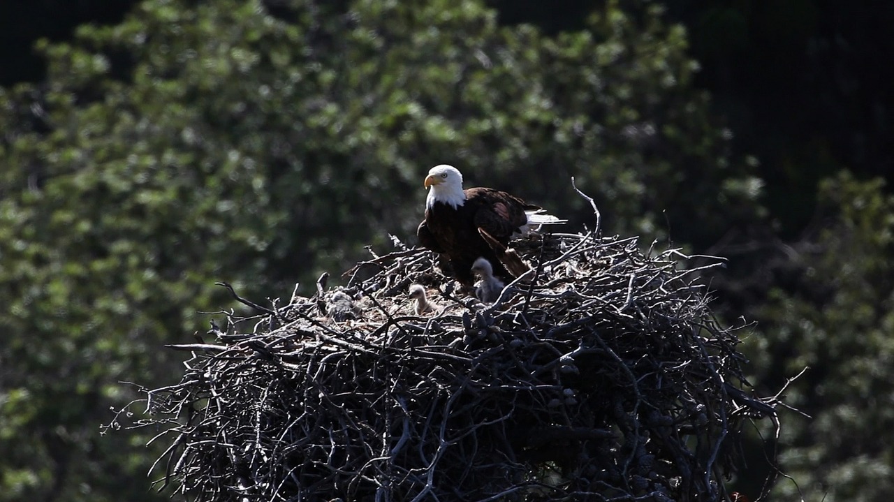 bald eagles nest birds free photo