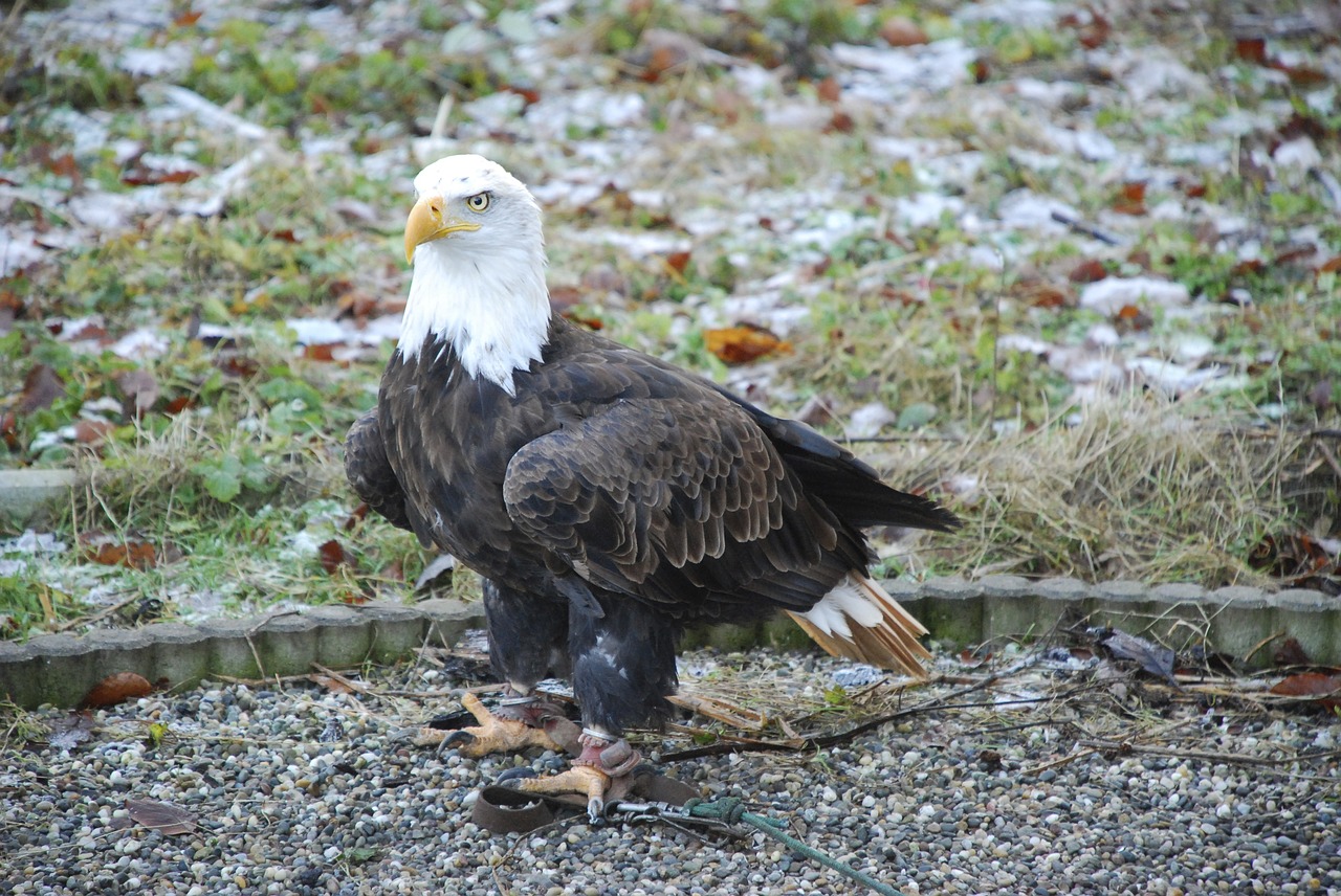 bald eagles raptor bird of prey free photo
