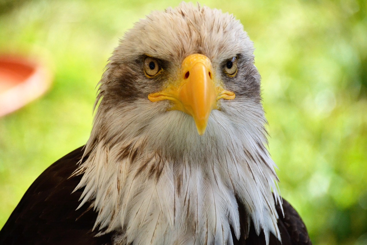 bald eagles adler portrait free photo