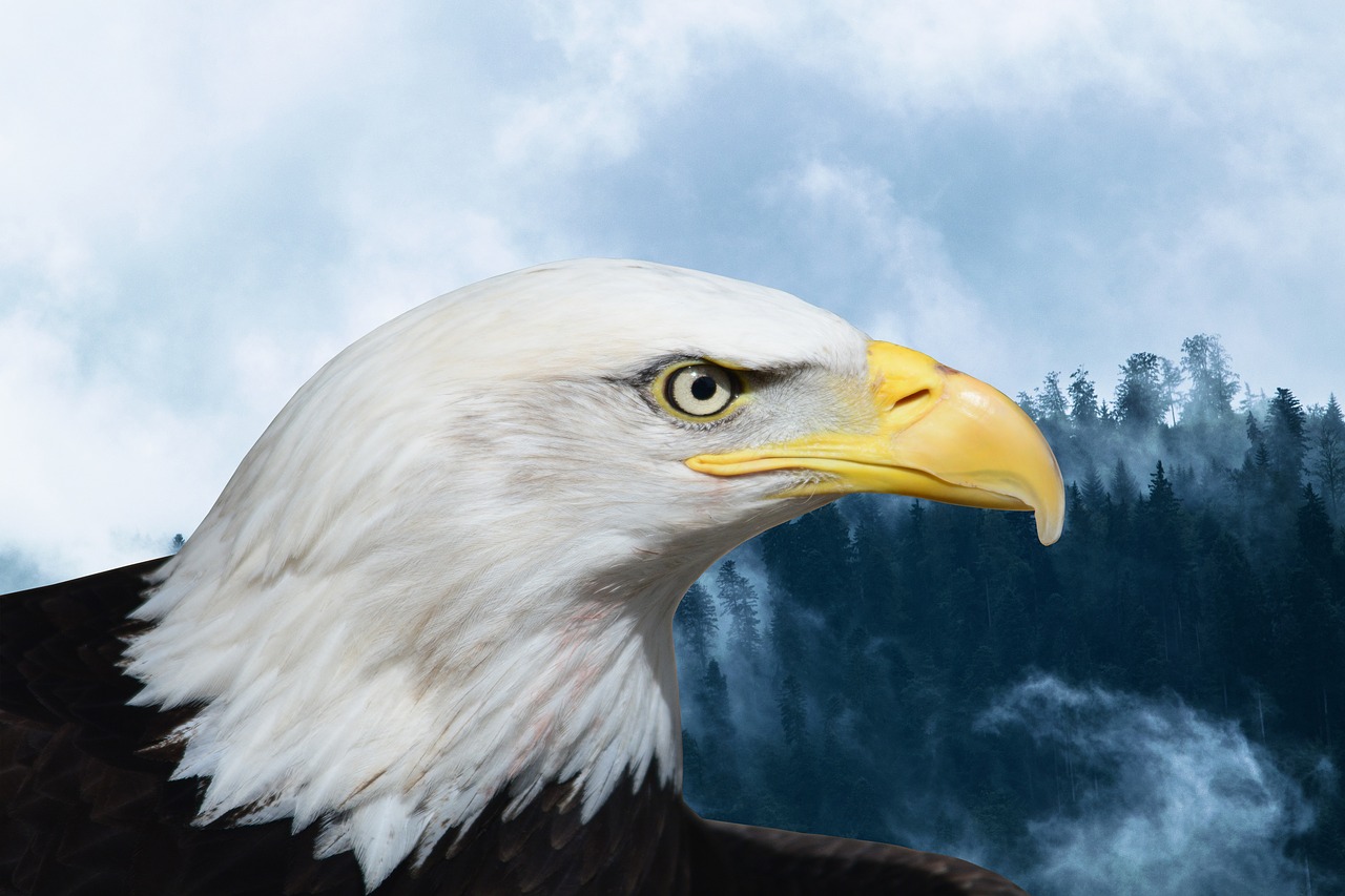 bald eagles adler raptor free photo