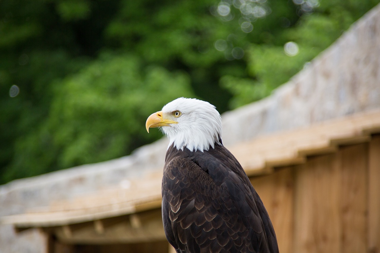 bald eagles adler raptor free photo