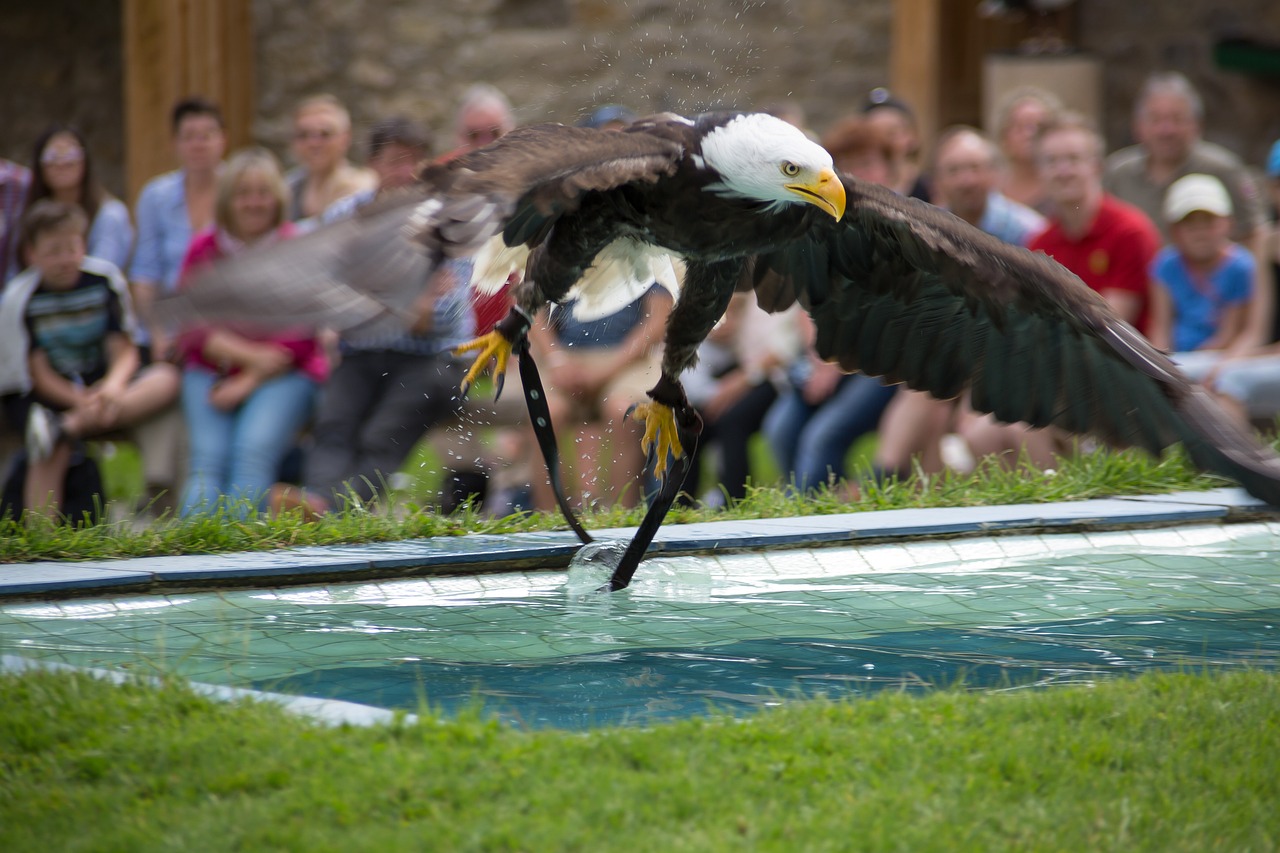 bald eagles adler raptor free photo