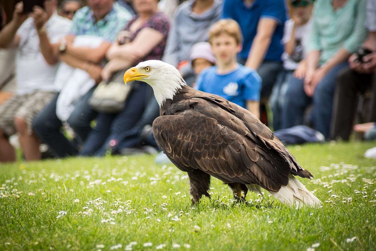 bald eagles adler raptor free photo