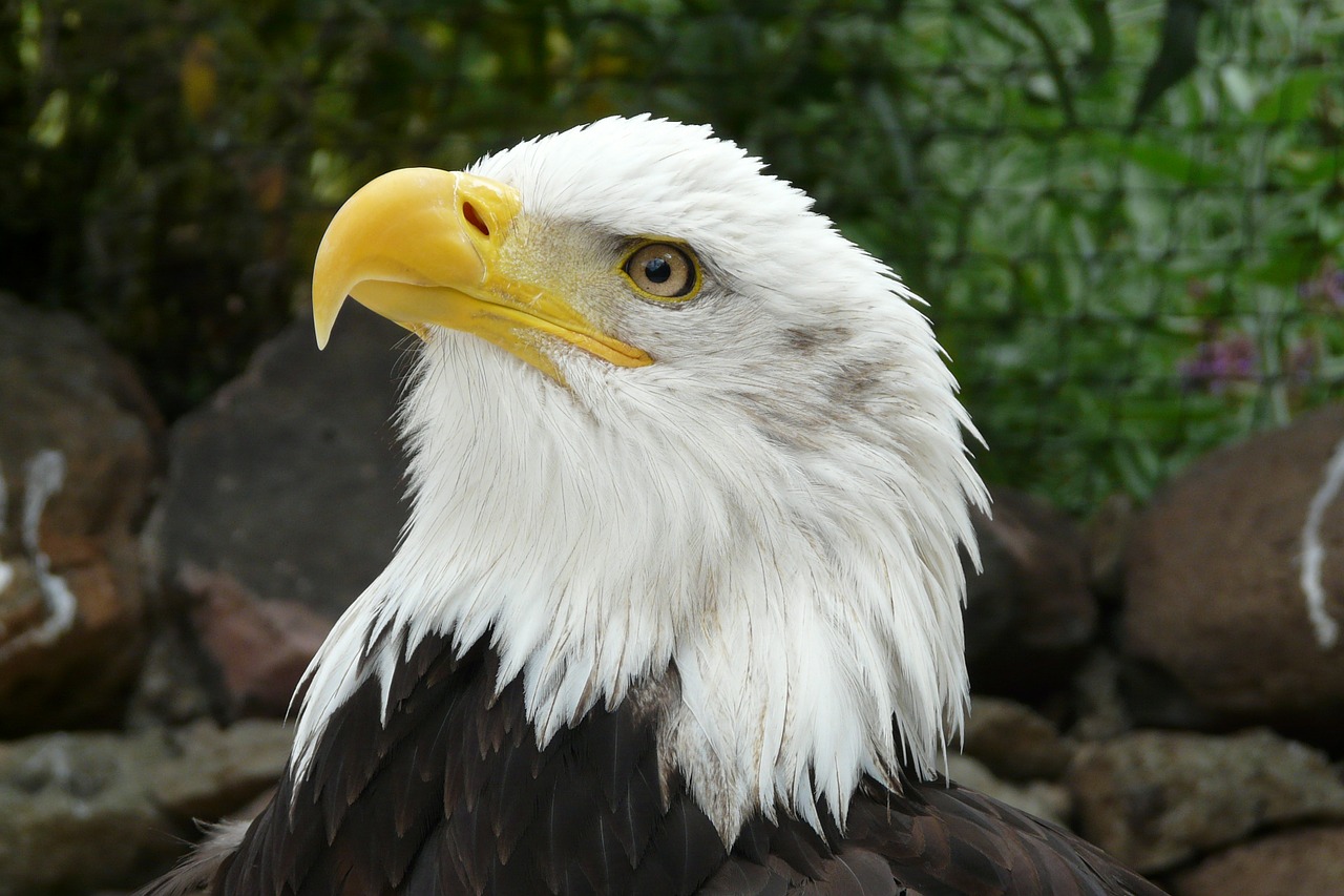 bald eagles raptor heraldic animal free photo