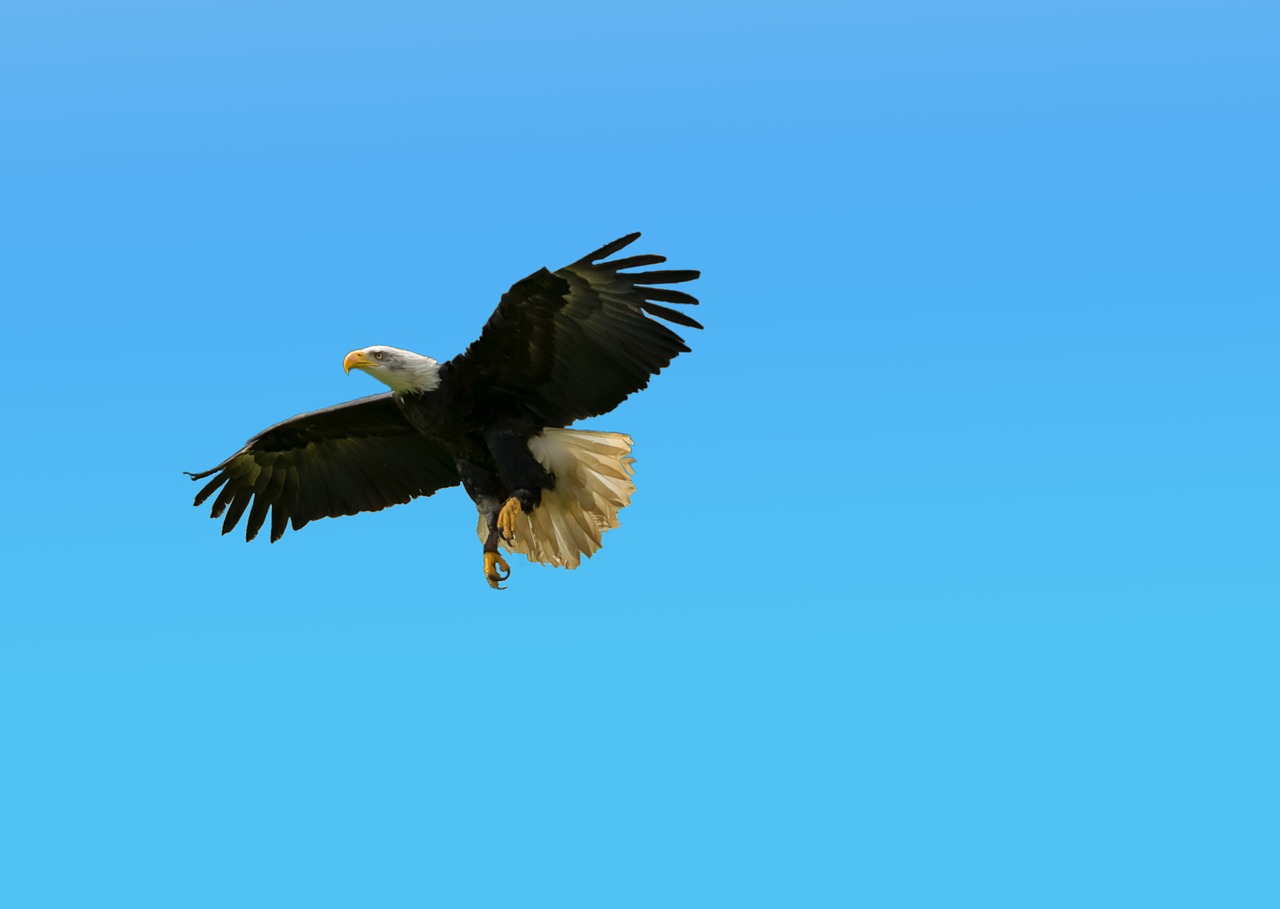 bald eagles  bird  animal world free photo