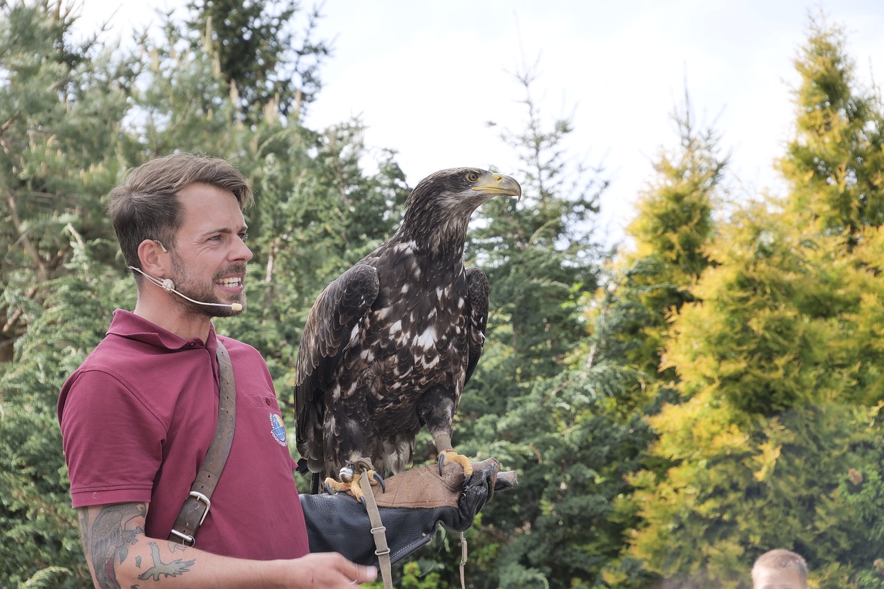 bald eagles  young bird  flugshow free photo