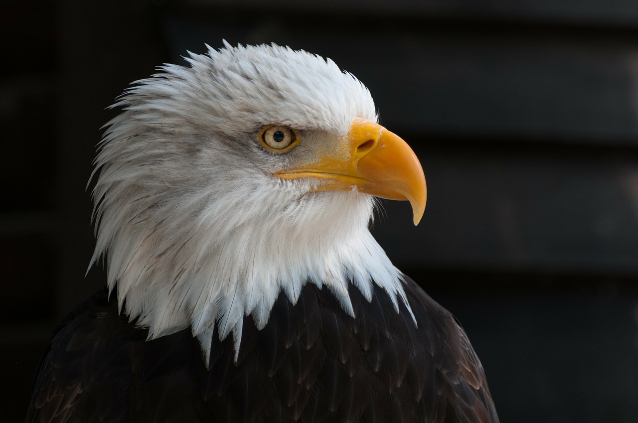 bald eagles bald eagle bird of prey free photo