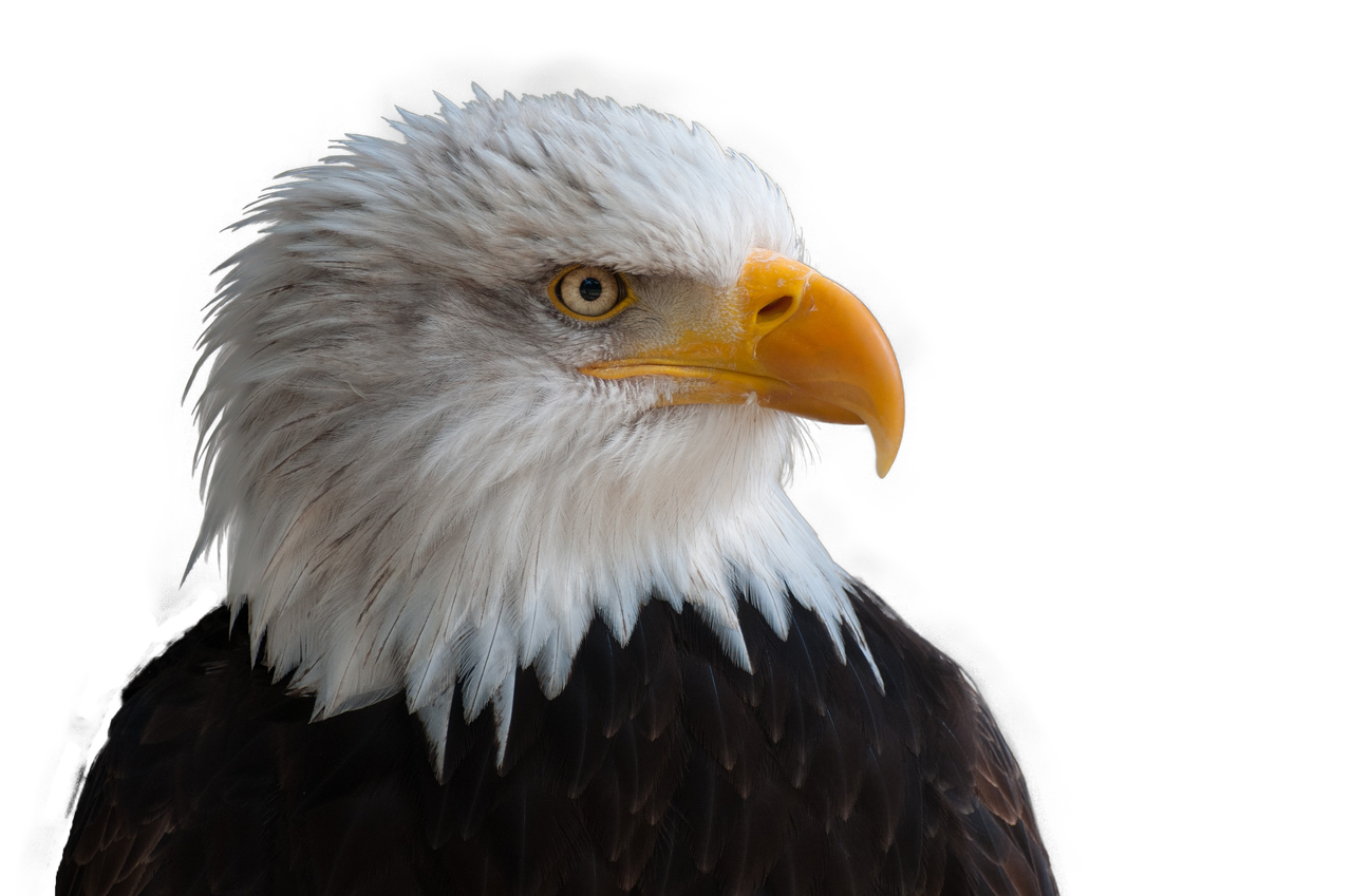 bald eagles  adler  bald eagle free photo