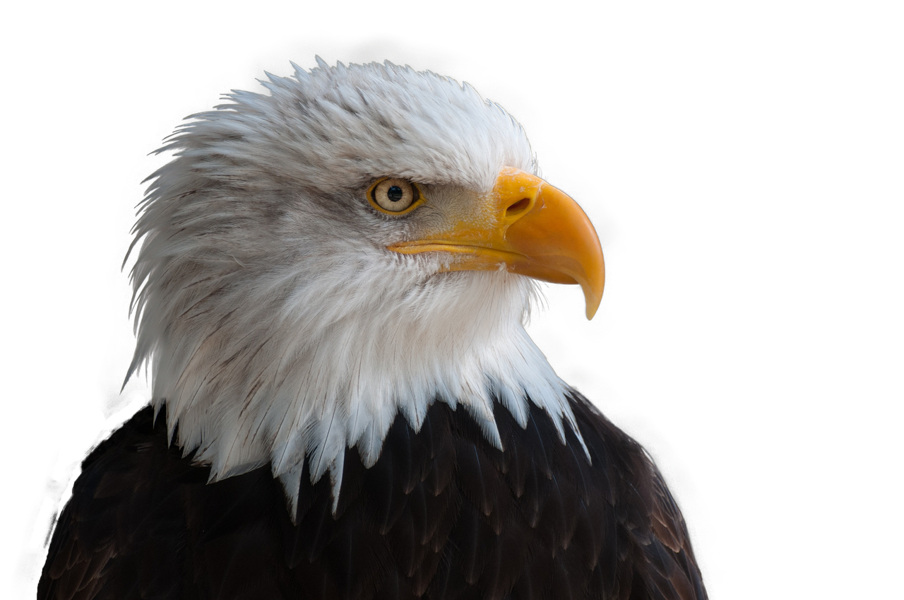 Download free photo of Bald eagles, adler, bald eagle, bird