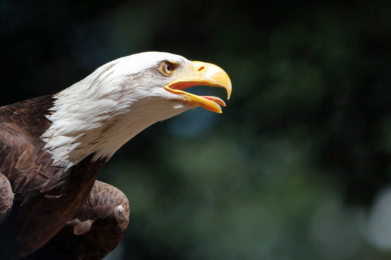 bald eagles  adler  bird free photo