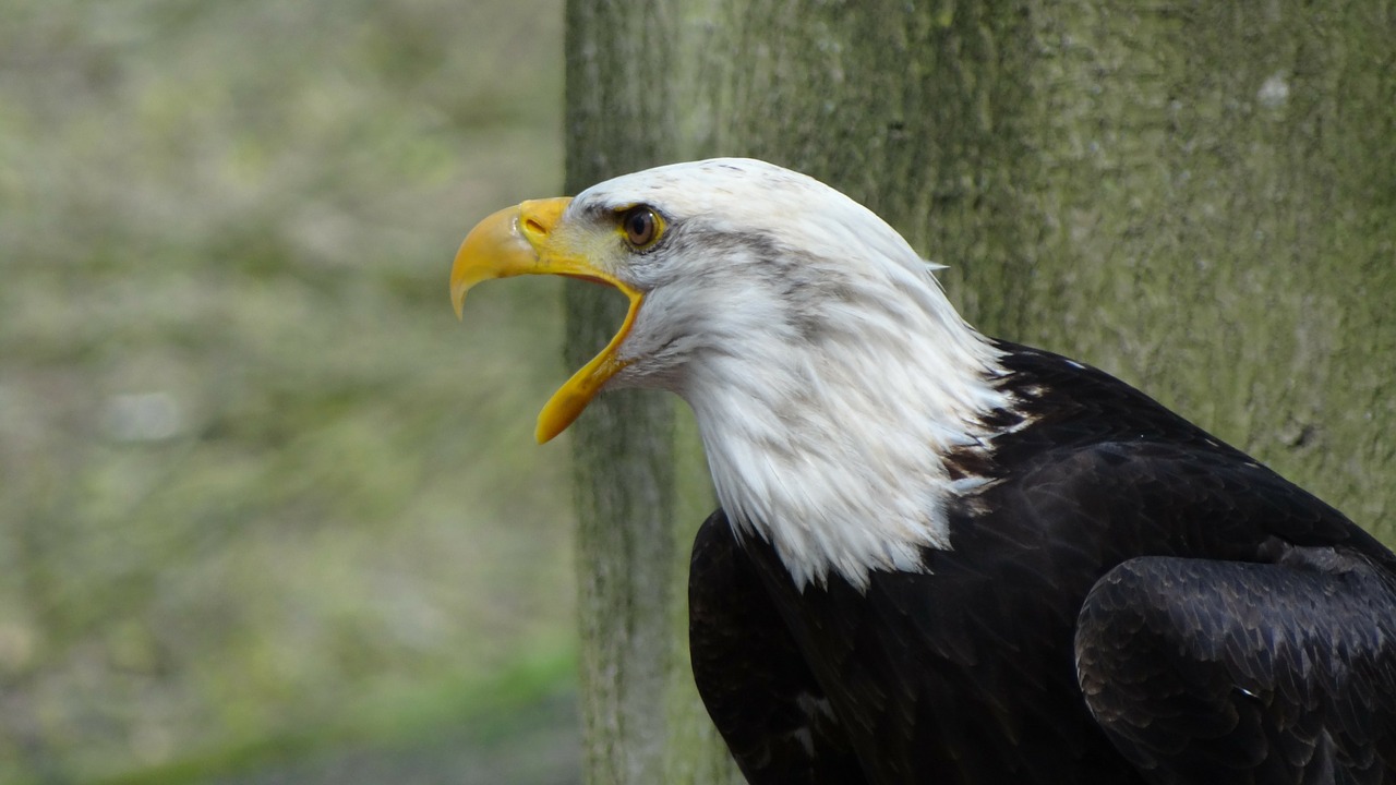 bald eagles usa raptor free photo