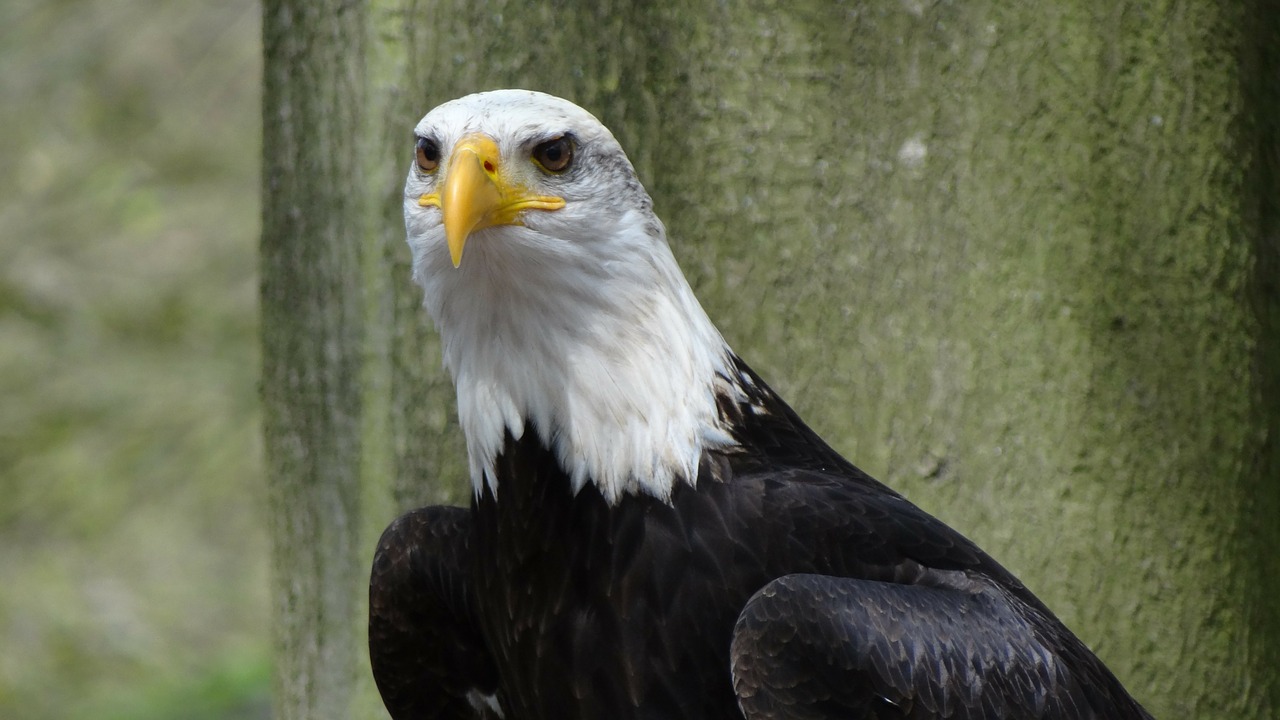 bald eagles usa raptor free photo