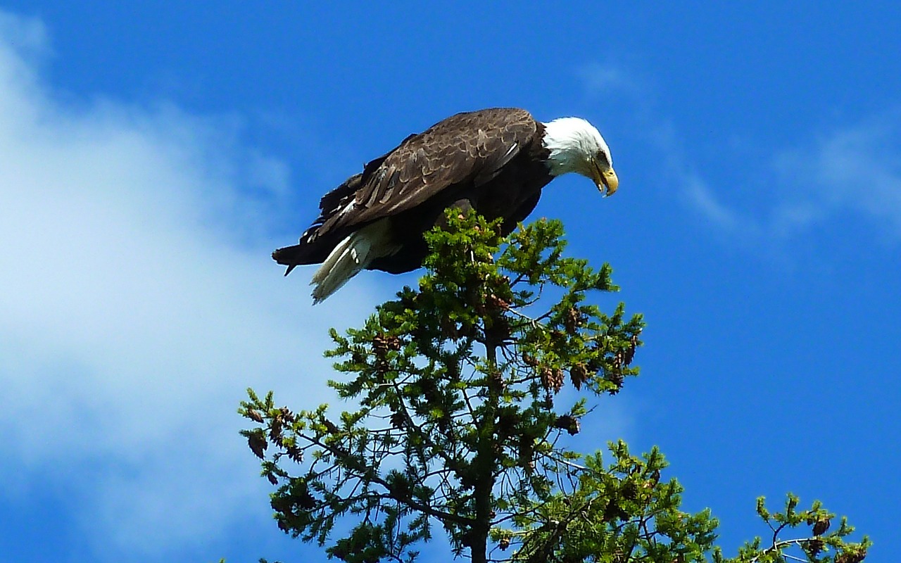 bald eagles bird fly free photo